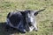 Longhorn domestic gray cow on a meadow