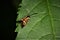 Longhorn moth  Nemophora degeerella