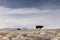 Longhorn mother and calf crossing the open range in colorado