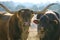 Longhorn and Santa Gertrudis cows eating