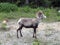 Longhorn Sheep along the Alaska Highway