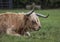 Longhorn Steer