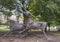 Longhorn Steer bronze sculptures by Anita Pauwels, part of  a public art installation titled `Cattle Drive` in Central Park