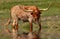 A Longhorn steer stops by to drink