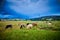 Longhorn Steers grazing in a field with stormy sky