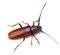 Longhorned Beetle