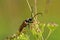 Longhorned beetle