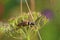 Longhorned beetle