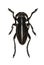 Longhorned Beetle Dorcadion on white Background