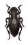 Longhorned Beetle Dorcadion on white Background