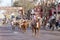 Longhorns cattle drive at the Fort Worth Stockyards.