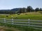 Longhorns Grazing on a Farm in Summer