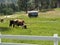 Longhorns Grazing on a Farm in Summer