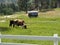 Longhorns Grazing on a Farm in Summer