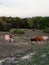 Longhorns grazing at Fort Hood, Texas