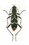 Longicorn Beetle Chlorophorus sartor