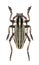 Longicorn beetle Dorcadion optatum