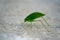 Longicorn grasshopper green insect