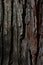 Longitudally fissured bark wood texture of large coniferous tree of Pinus family