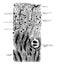 Longitudinal Section of Kidney of a Dog vintage illustration