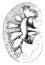 Longitudinal section of kidney, vintage engraving