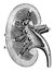 Longitudinal Section of a Kidney, vintage illustration