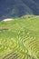 Longji Terraced Rice Fields