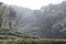 Longjing Dragon Well Tea fields on hillside i