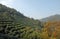 Longjing Tea Village near Hangzhou in Zhejiang Province, China. View of the hills and fields.