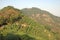 Longjing Tea Village near Hangzhou in Zhejiang Province, China. View of the hills and fields.