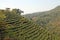 Longjing Tea Village near Hangzhou in Zhejiang Province, China. View of the hills and fields with pavilion.