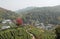 Longjing Tea Village near Hangzhou in Zhejiang Province, China. View of the village and fields.