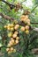 Longkong, Langsat, Lanzones, Lansium parasiticum fruit on tree. Local asia fruit