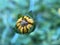 Longleaf Arnica Flower Bud