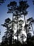 Longleaf pine grove