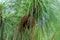 Longleaf pine Pinus palustris cones, multiple, brown - Davie, Florida, USA
