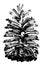 Longleaf Pine Pinus palustris Mill.. Open cone natural size. vintage illustration