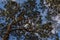 Longleaf Pine Trees in Bayfront Park, Daphne, Alabama