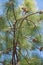 Longleaf pine twigs with cones