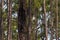 Longleaf Pines Grow in Weeks Bay Pitcher Plant Bog