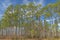Longleaf pines in the Southeast