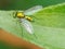 Longlegged fly or condylostylus sipho