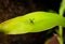 Longlegged fly on a green leaf