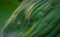 Longlegged Fly on a leaf