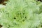 Longlived Cabbag( Brassica hybrid cv. Pule)