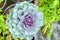 Longlived Cabbag (Brassica hybrid cv. Pule)