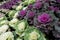 Longlived Cabbage (Salad vegetable)