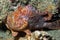 Longlure Frogfish