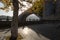 Longmen Bridge and autumn maple tree in the early morning, Yi River, Luoyang, Henan, China