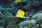 Longnose butterflyfish